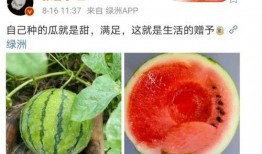 娱乐号吃瓜,吃瓜群众背后的故事