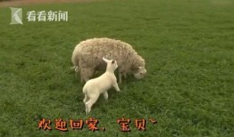 小羊妈妈爆料视频大全播放,揭秘幕后故事与精彩瞬间