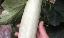 吃网红的瓜违法吗,揭秘“吃瓜”行为是否触犯法律