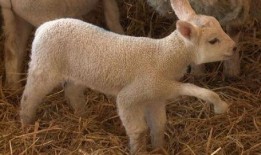 小羊妈妈爆料视频大全播放,揭秘幕后故事与精彩瞬间