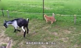 小羊妈妈爆料视频大全播放,揭秘幕后故事与精彩瞬间