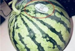 百万网红吃瓜,揭秘娱乐圈最新吃瓜盛宴！